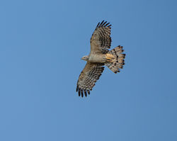 Oriental Honey Buzzard A01252