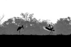 Black-necked Stork pair AA9229