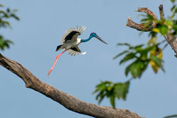 Black-necked Stork AA9392