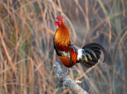 Red Junglefowl A00911-2