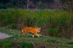 Royal Bengal tiger 6435