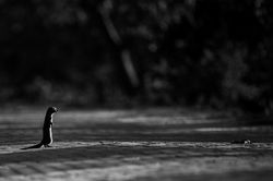 UDAYAN-BORTHAKUR__PIC8728-2
