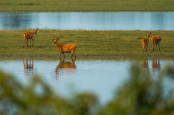 Eastern Swamp deer