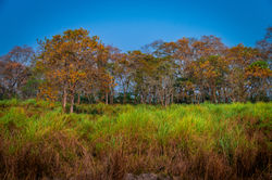 Autumn colours