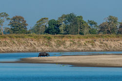 Greater one-horned rhino