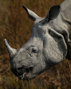 Greater one-horned rhino