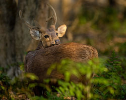 Hog deer