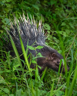 Himalayan crestless porcupine