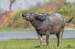 Wild water buffalo