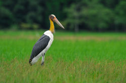 Lesser Adjutant 11363