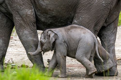 Calf of Asian Elephant