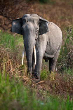 Asian elephant