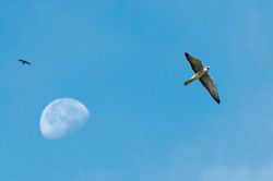 Amur Falcon 0021