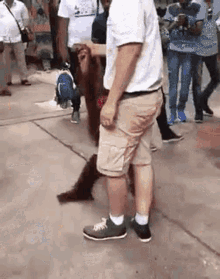 funny-animals-grope.gif