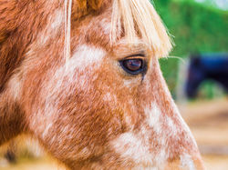 Poney de l'Eperon