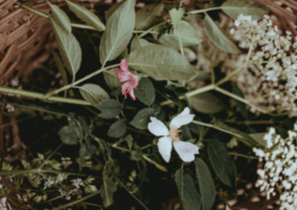 close-up photo of white and pink petaled flowers_edited.jpg