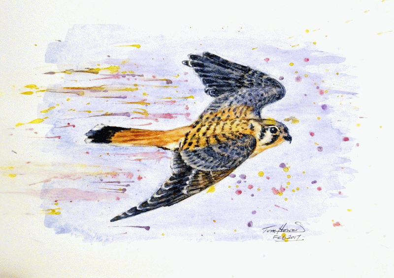 TH Kestral (1)