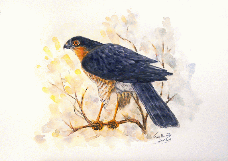 TH Sparrowhak