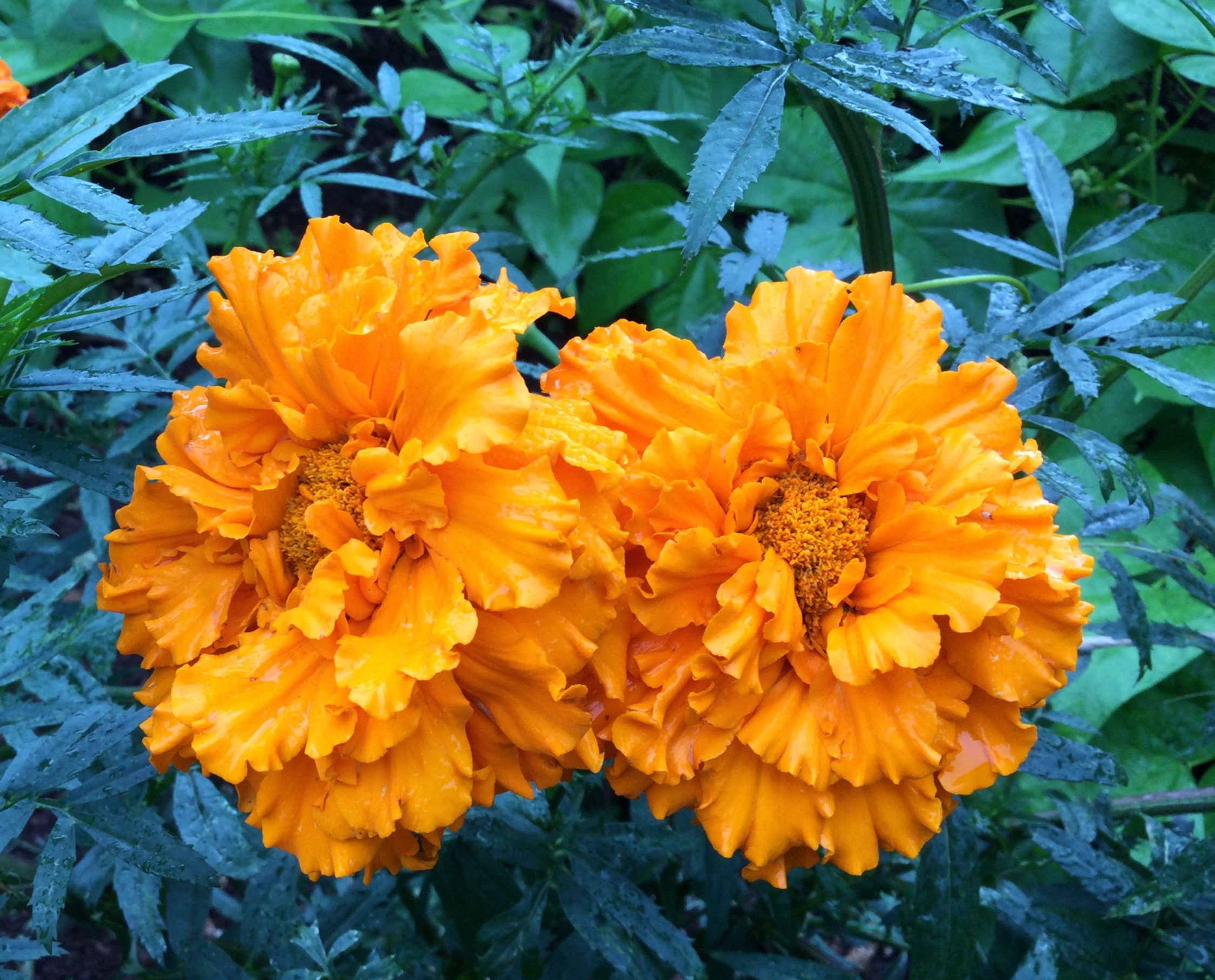 Hawaii Marigold