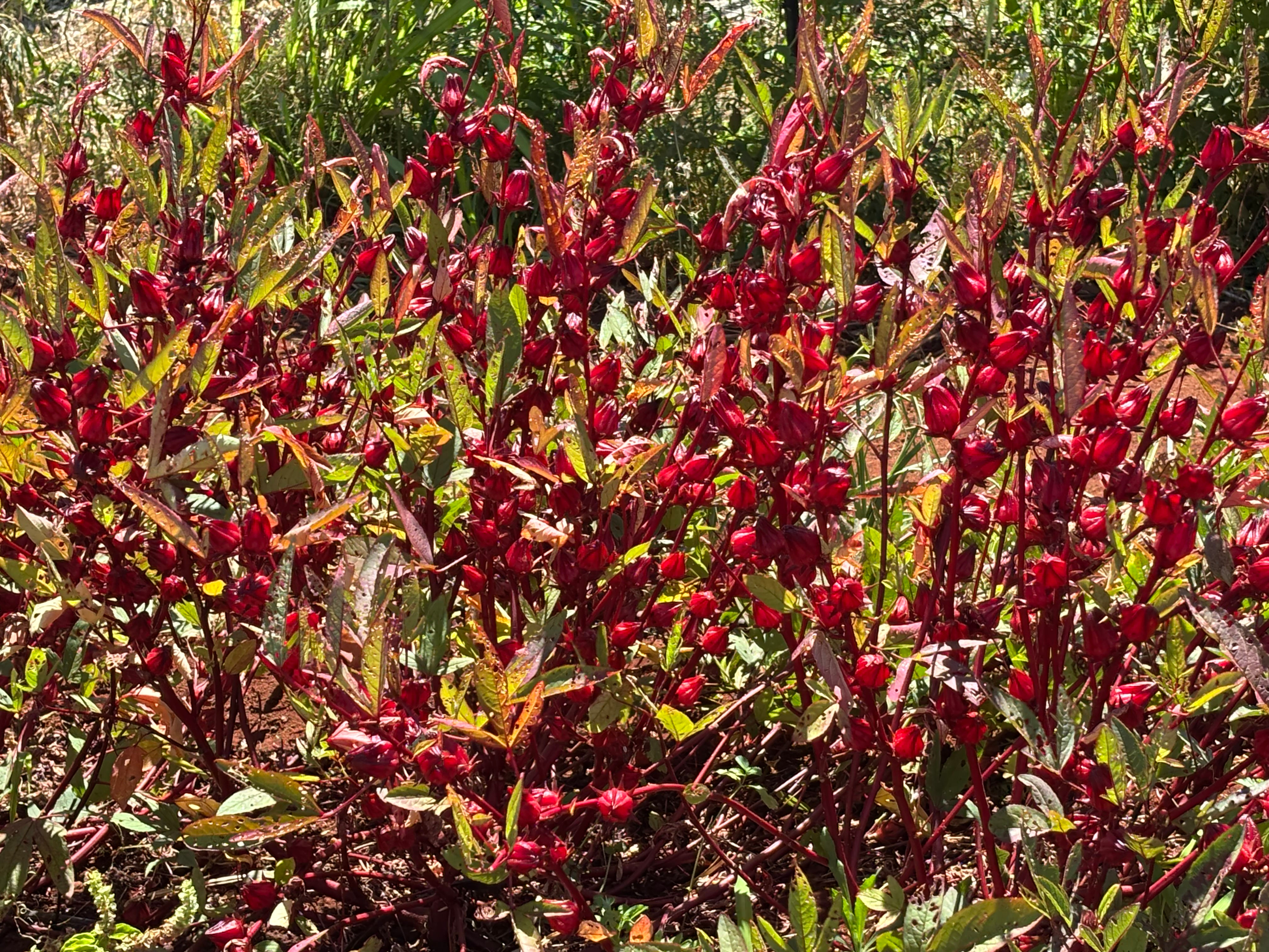 Roselle, St. Kitts & Nevis
