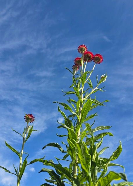 Thumbnail: Double Tall Straw Flower
