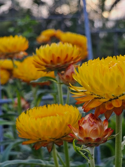 Thumbnail: Double Tall Straw Flower