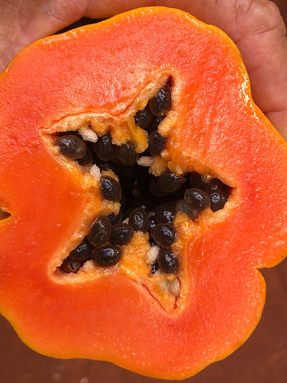 papaya様 9214ba_ca07255c4b744af0bfe6fca