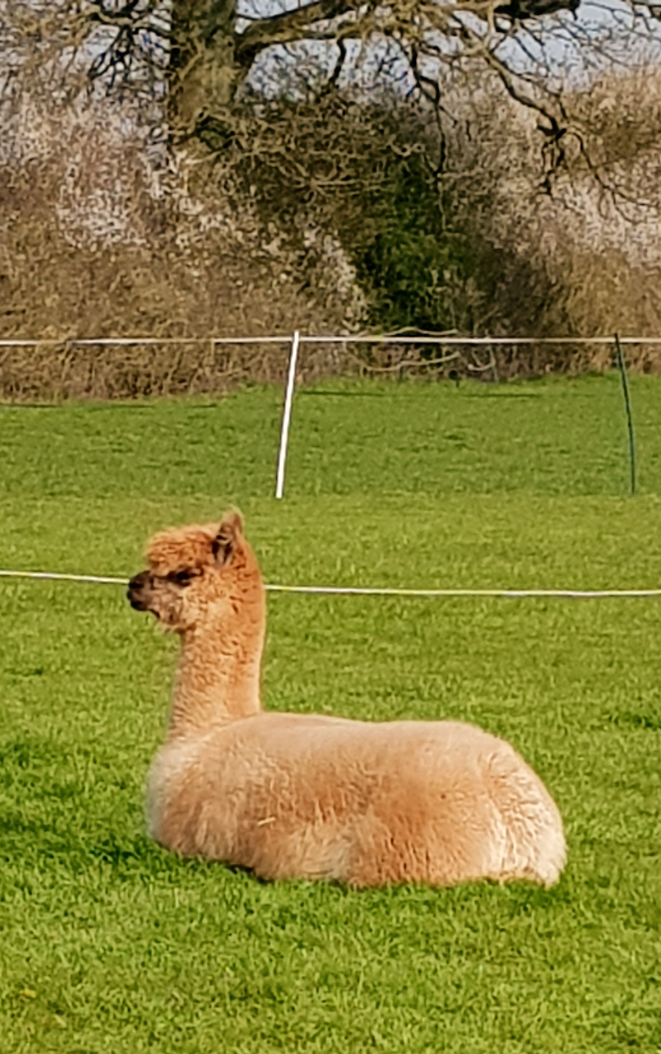 Stillpacas Tranquil