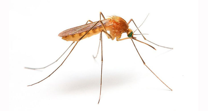mosquito.jpg
