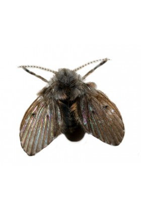 Imagen mosca de la humedad.jpg