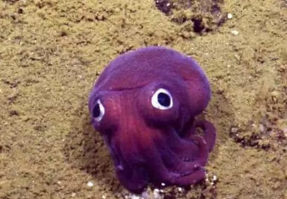 ImÃ¡gen_pulpo_morado.jpg