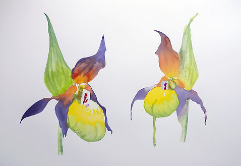 LADY'S SLIPPER ORCHID II Alison Lumb.jpg