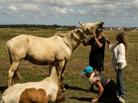 Cuando los caballos hablan al alma: la experiencia de bienestar que está conquistando a los viajeros