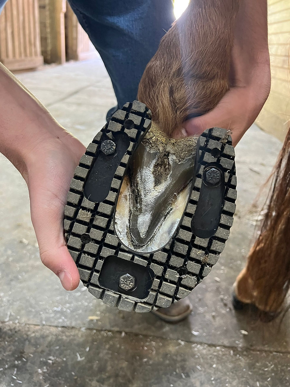 Miniatúra: Bolt-On Horse Boots - patent pending