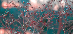 http://sphotos.ak.fbcdn.net/hphotos-ak-snc4/hs924.snc4/73695_158431040858582_158413037527049_270954_