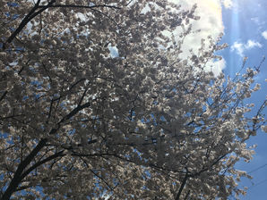 Blooming with the Dogwoods