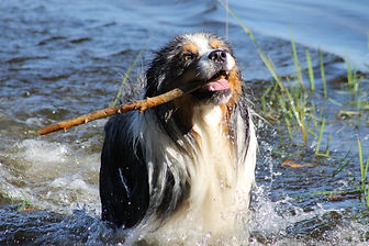 Tucker in the water