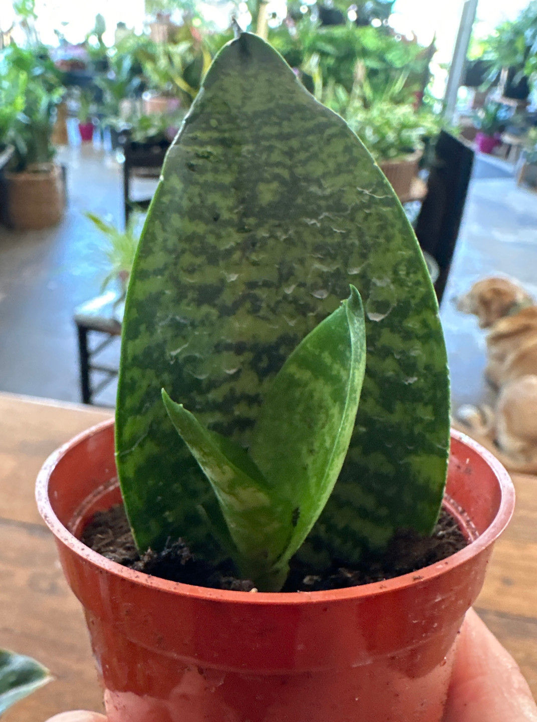 Sansevieria Koi Fin 2.5”