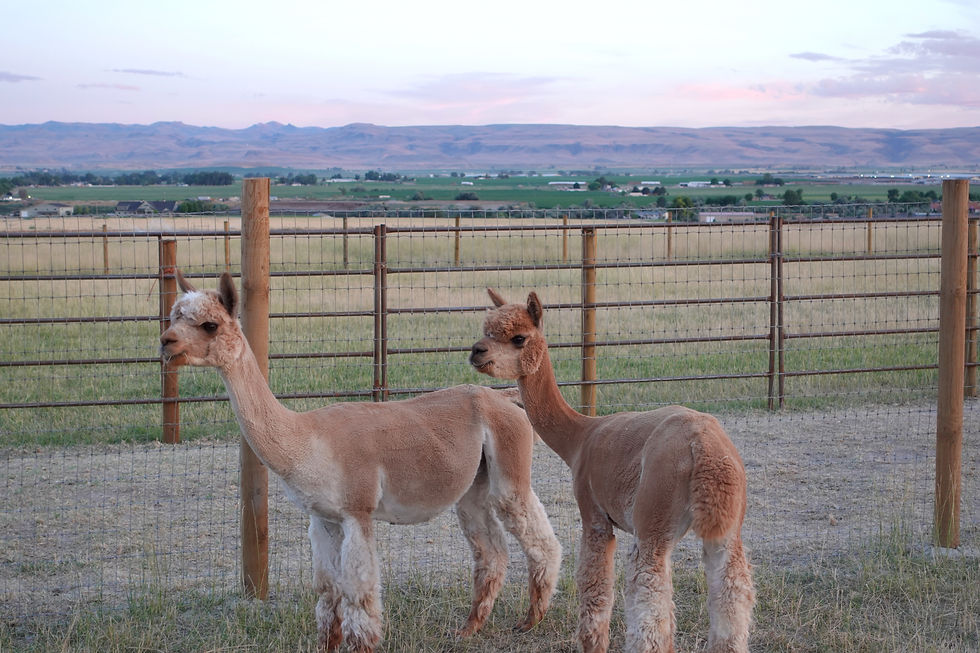 Breakfast with the Alpacas