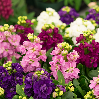 matthiola-incana-giant-imperial-mix.jpg