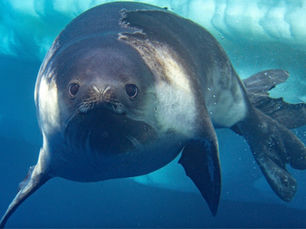 Rare Seal Photographed Underwater for the First Time