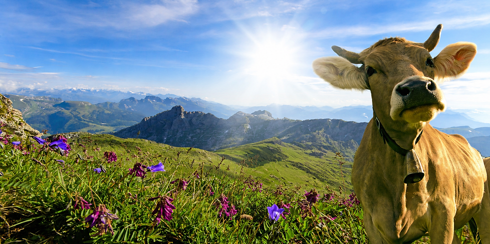 Sommer Kuh.png