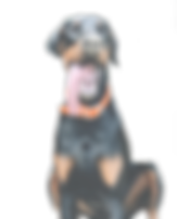 wally - opacity 70.png