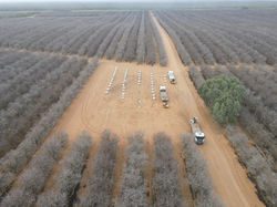Almond Pollination