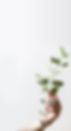 Hand Holding Branch_edited.jpg