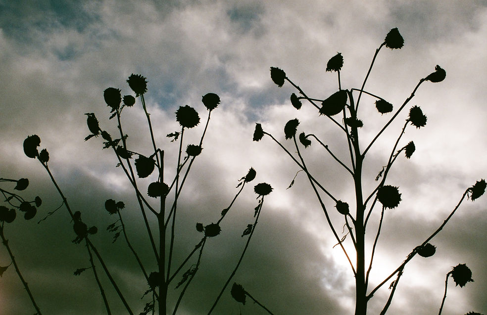 Pigments, photographies argentiques couleur, Camille Dombrecht.
