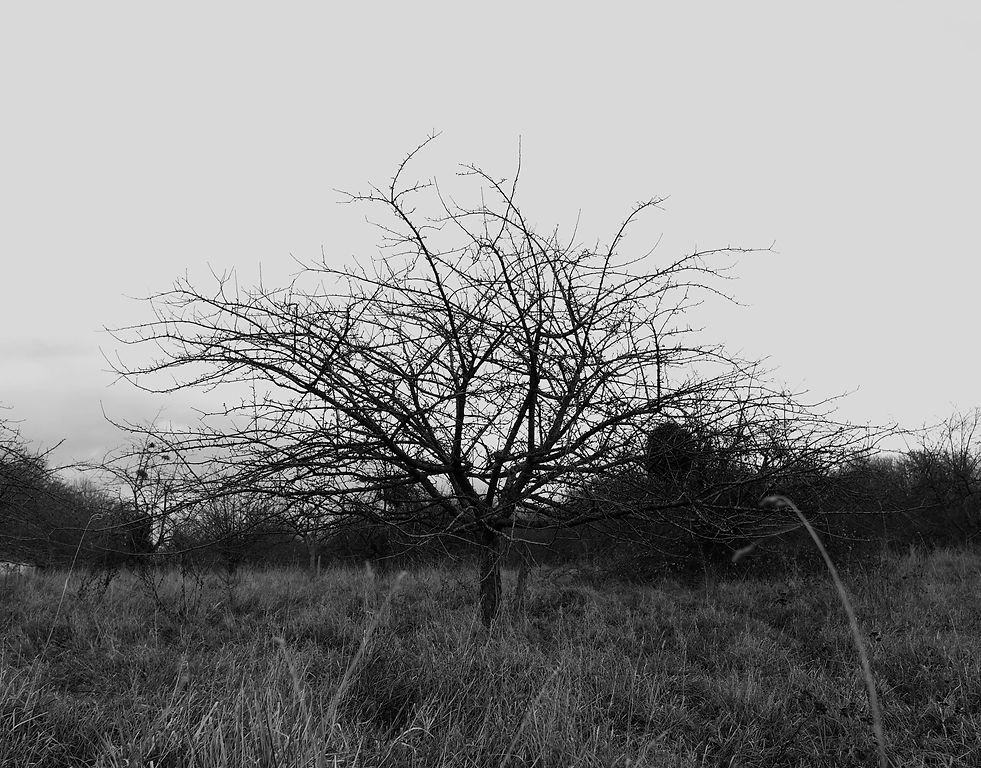 Le Matin au Verger, éditions de photographies argentiques, Camille Dombrecht. 