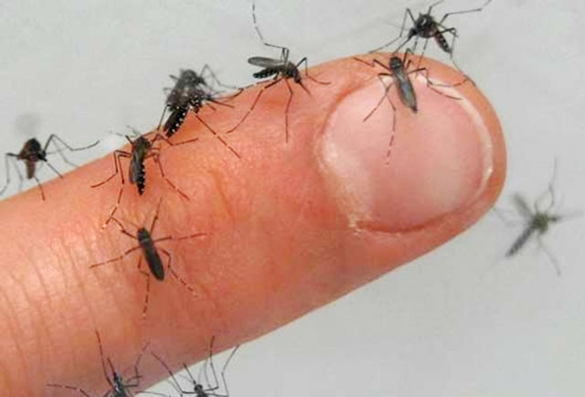 Juazeiro está tomada por muriçocas.