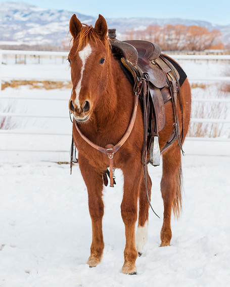 z-slash-perfomance-horses-miss-pepsi-rey-smooth-as-a-cat-two-year-old-gelding-winter-profi