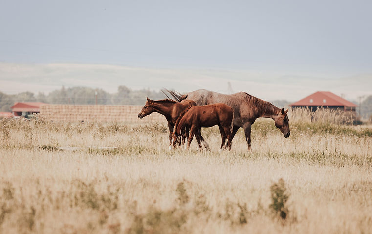 z-slash-performance-horses-time-to-play-n-style-i-got-cat-style-carbonated-cat-pasture.jpg
